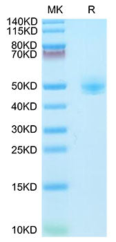 Recombinant Rhesus macaque LEU3/CD4 Protein