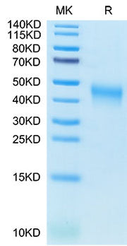 Recombinant Cynomolgus B7-1/CD80 Protein