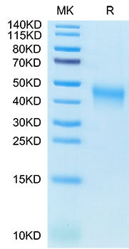 Recombinant Cynomolgus B7-1/CD80 Protein