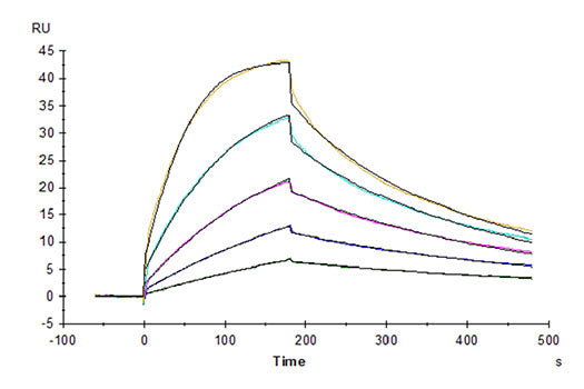 Recombinant Cynomolgus B7-1/CD80 Protein