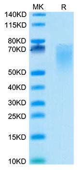 Recombinant Cynomolgus B7-2/CD86 Protein