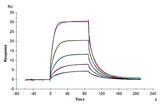 Recombinant Cynomolgus B7-2/CD86 Protein