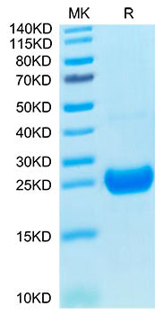 Recombinant Cynomolgus IL-17F Protein