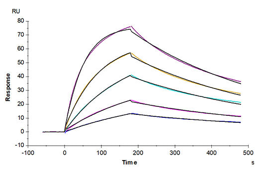 Recombinant Cynomolgus IL-17F Protein