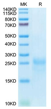 Recombinant Cynomolgus CTLA-4/CD152 Protein