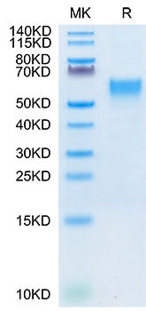 Recombinant Cynomolgus IL-3RA/CD123 Protein
