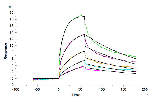 Recombinant Cynomolgus IL-3RA/CD123 Protein