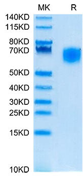 Recombinant Cynomolgus SIRP-alpha/CD172a Protein