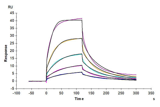 Recombinant Cynomolgus SIRP-alpha/CD172a Protein