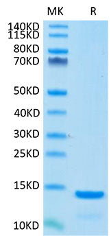 Recombinant Cynomolgus Beta-2-Microglobulin/B2M Protein