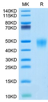 Recombinant Cynomolgus Fc gamma RIII/CD16 Protein