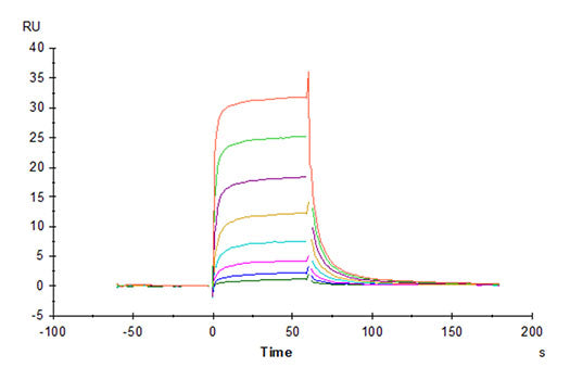Recombinant Cynomolgus Fc gamma RIII/CD16 Protein