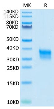 Recombinant Cynomolgus Fc gamma RIIA/CD32a Protein