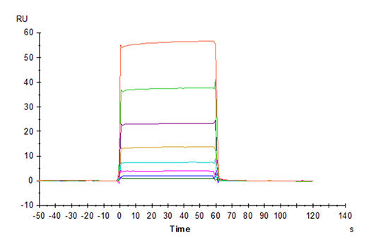 Recombinant Cynomolgus Fc gamma RIIA/CD32a Protein