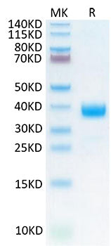 Recombinant Cynomolgus NKp46/NCR1/CD335 Protein