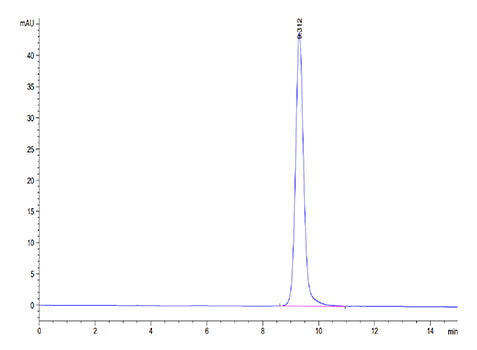 Recombinant Cynomolgus NKp46/NCR1/CD335 Protein