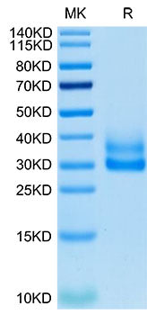 Recombinant Cynomolgus/Rhesus macaque TNFRSF9/4-1BB Protein