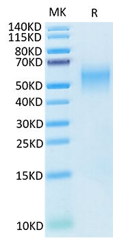 Recombinant Cynomolgus B7-H2/ICOSLG/CD275 Protein