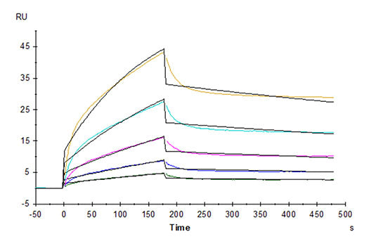 Recombinant Cynomolgus B7-H2/ICOSLG/CD275 Protein