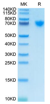 Recombinant Cynomolgus Guanylyl cyclase C/GUCY2C Protein