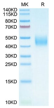 Recombinant Cynomolgus B7-H6/NCR3LG1 Protein
