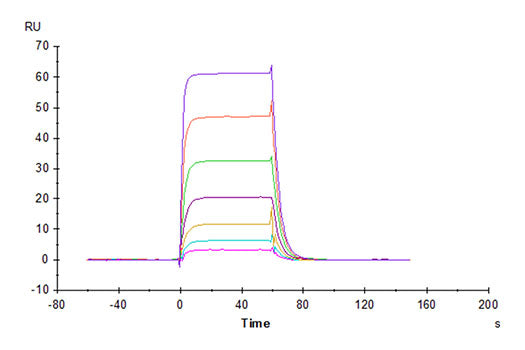 Recombinant Cynomolgus B7-H6/NCR3LG1 Protein