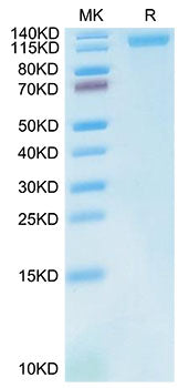 Recombinant Cynomolgus LDLR Protein