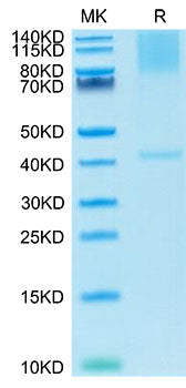 Recombinant Cynomolgus Glypican-3/GPC3 Protein