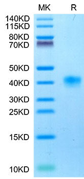 Recombinant Cynomolgus LILRB4/ILT-3/CD85k Protein