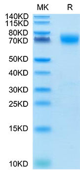 Recombinant Cynomolgus B7-H3/CD276 Protein