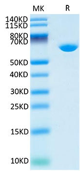 Recombinant Cynomolgus Serum albumin/ALB Protein