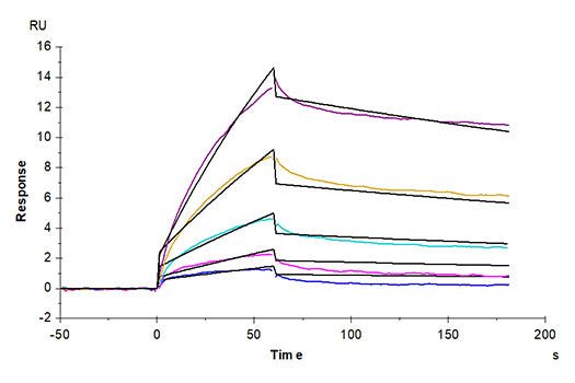 Recombinant Cynomolgus Serum albumin/ALB Protein