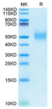 Recombinant Rhesus macaque PVR/CD155 Protein