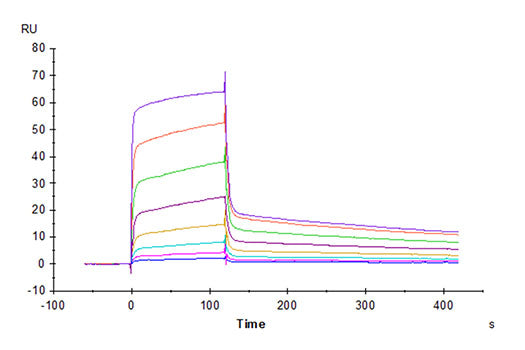Recombinant Rhesus macaque PVR/CD155 Protein