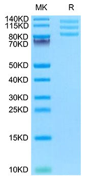 Recombinant Mouse Integrin alpha V beta 8 (ITGAV&ITGB8) Heterodimer Protein