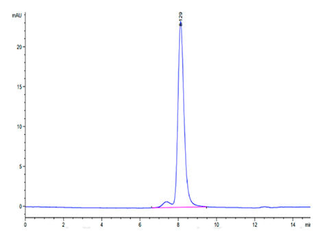 Recombinant Mouse Integrin alpha V beta 8 (ITGAV&ITGB8) Heterodimer Protein