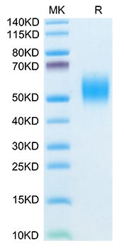 Recombinant Mouse FGFR-2 beta (IIIb)/KGFR/CD332 Protein