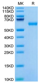 Recombinant Mouse ROR1 Protein