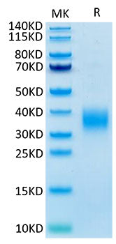 Recombinant Mouse LAIR-1/CD305 Protein