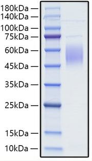 Recombinant Human CRTAM/CD355 (A65V) Protein