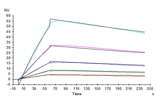 Recombinant Human IL-31RA Protein