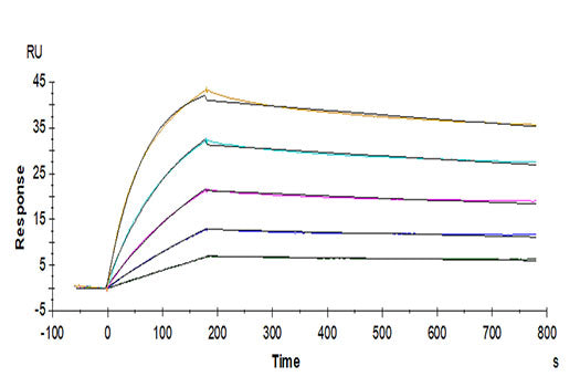 Recombinant Human IL-17RB Protein