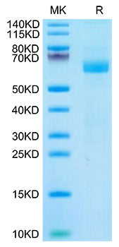 Recombinant Cynomolgus LILRA4/ILT-7/CD85g Protein
