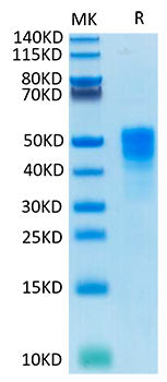 Recombinant Cynomolgus TROP-2/TACSTD2 Protein