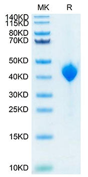 Recombinant Cynomolgus Nectin-4/PVRL4 Protein