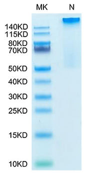 Recombinant Human HLA-G Complex Tetramer Protein