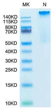 Recombinant Human HLA-G Complex Tetramer Protein