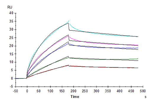 Recombinant Human HLA-G Complex Tetramer Protein
