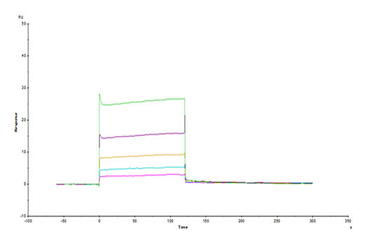 Recombinant Human HLA-G Complex Tetramer Protein