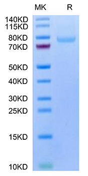 Recombinant Human LRRC15/LIB Protein